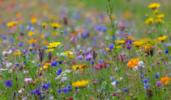 Foto: Andhoj - Pixabay